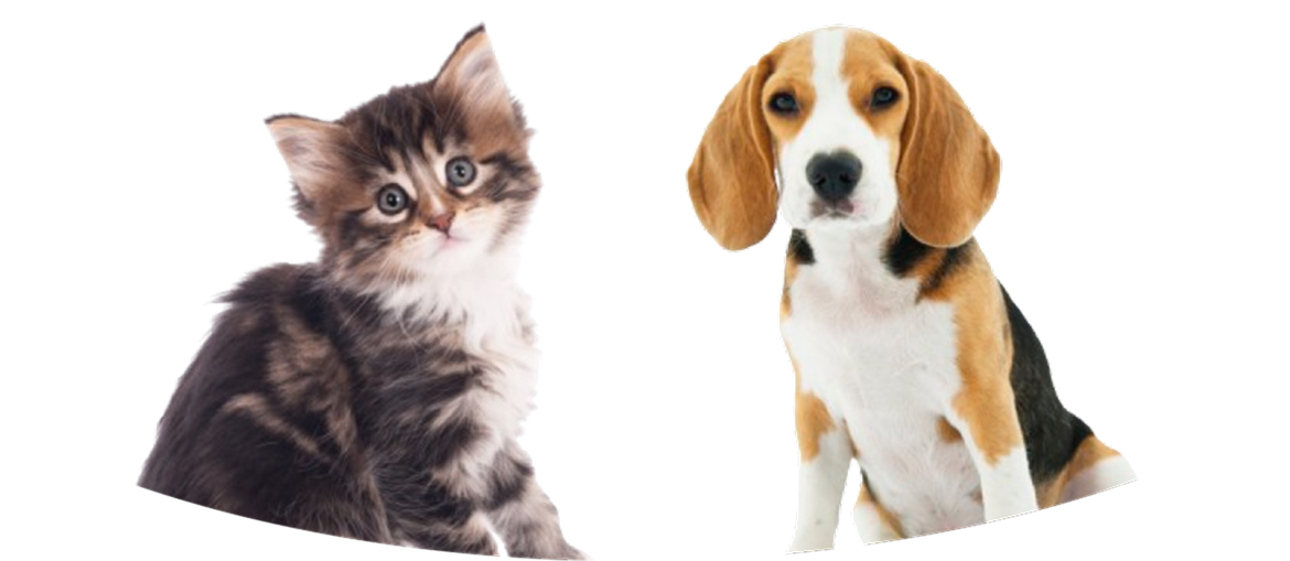 subscribe_background